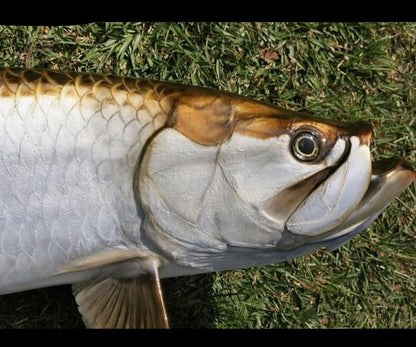 Tarpon
