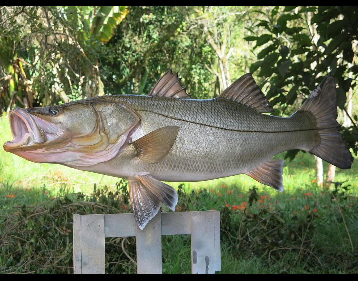 Snook