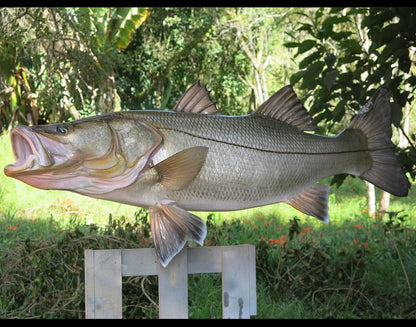 Snook