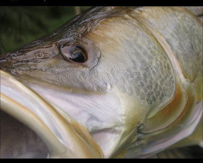 Snook
