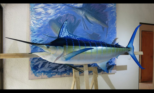 White Marlin