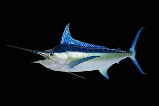 Blue Marlin