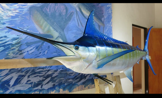 White Marlin