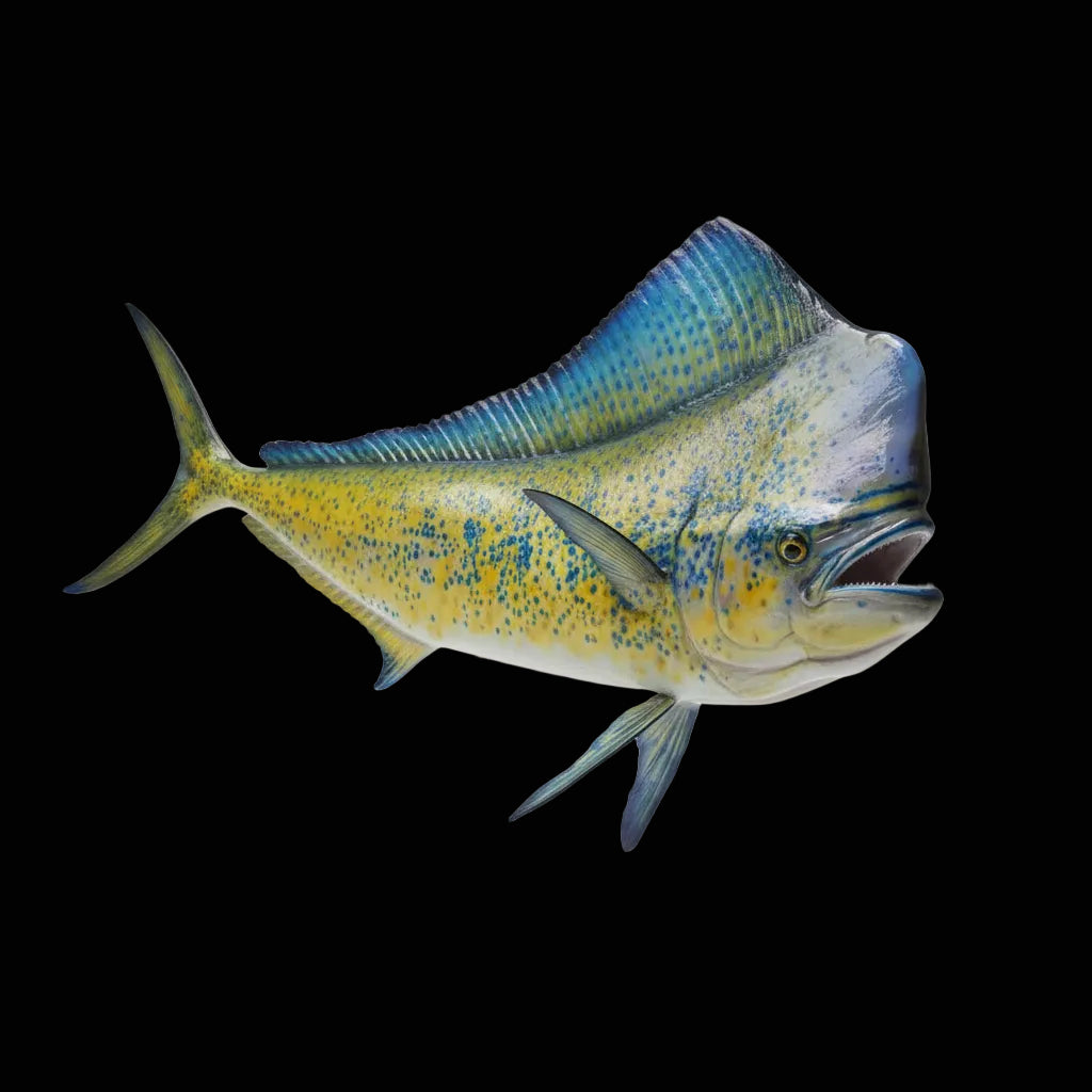 Mahi Mahi