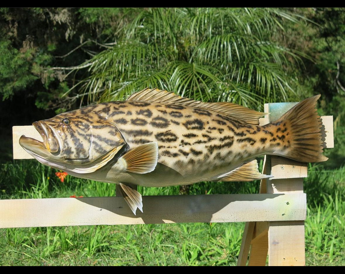 Broomtail Grouper