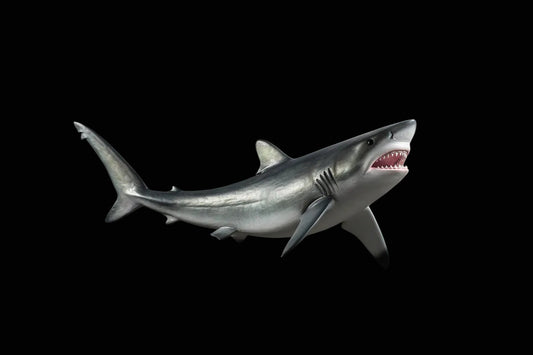 Silky Shark
