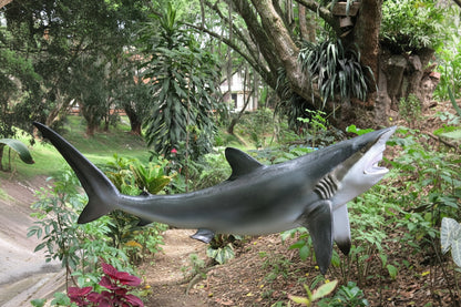 Silky Shark