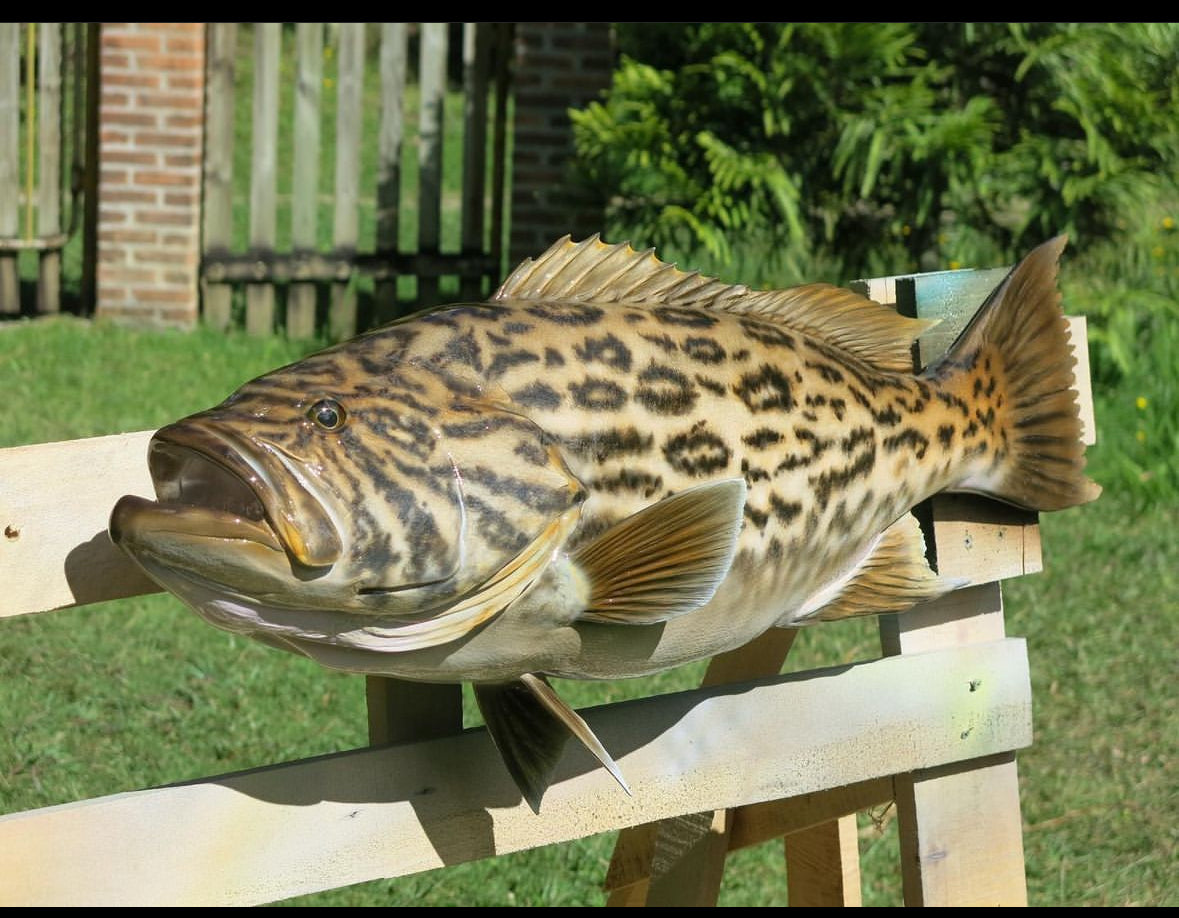 Broomtail Grouper