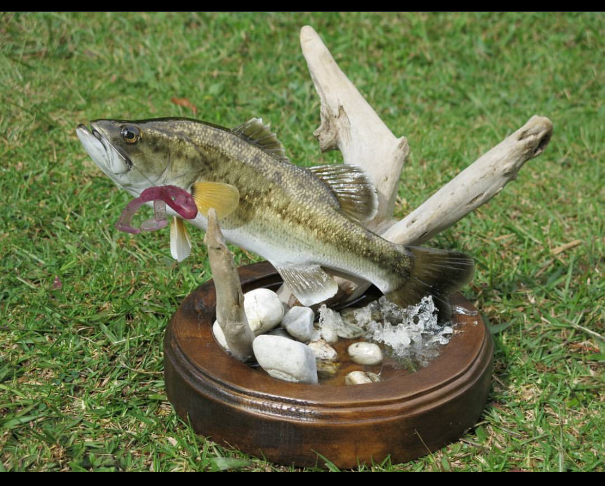 Black/Largemouth  Bass