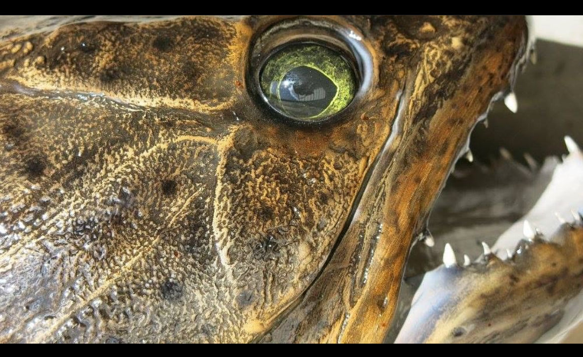 Wolf Fish