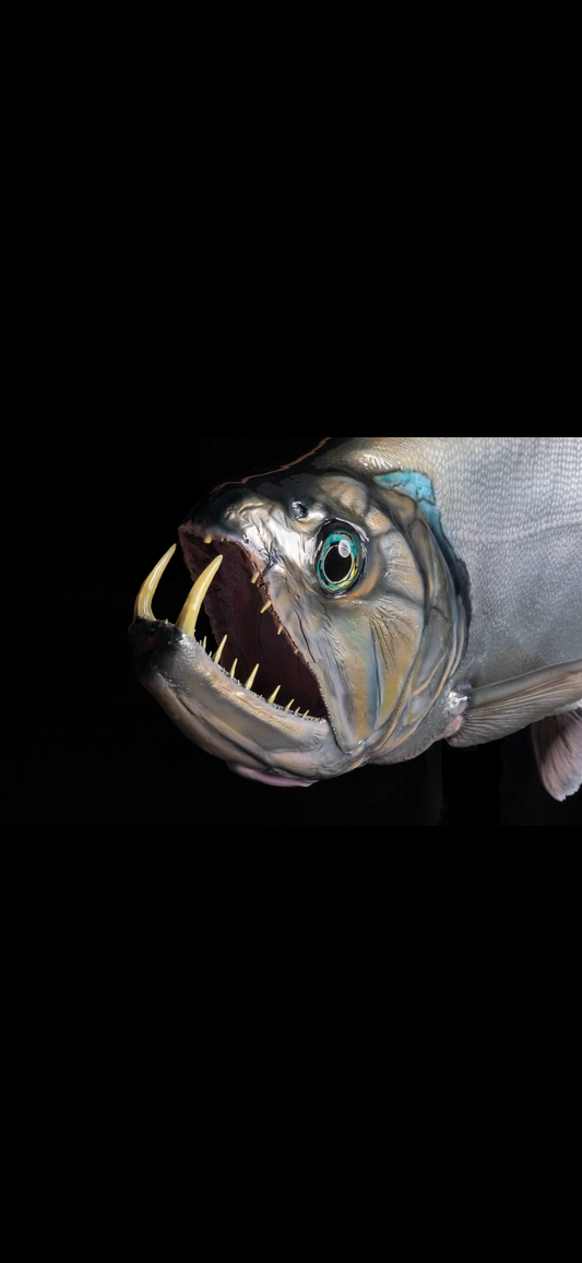 Payarin (Vampire Fish)
