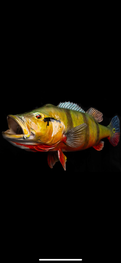Peacock Bass Open Mouth