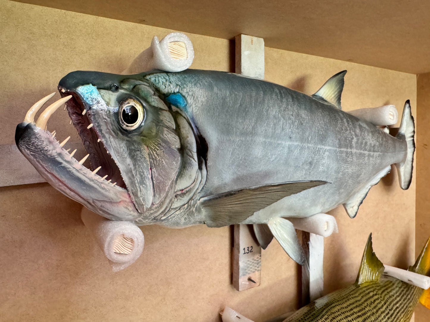 Payara (Vampire Fish)