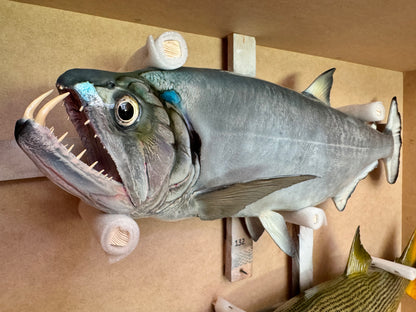 Payarin (Vampire Fish)