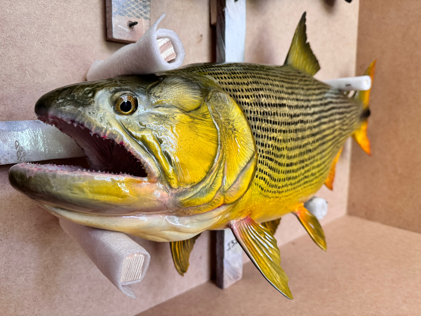 Golden Dorado Salminus