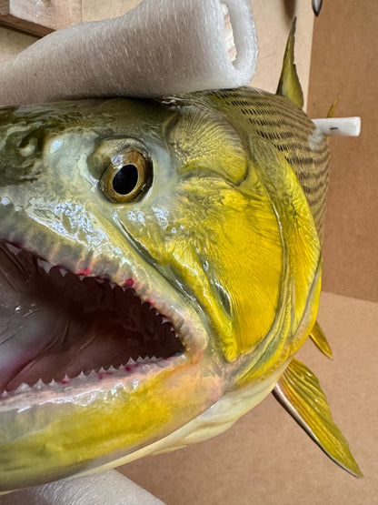 Golden Dorado Salminus