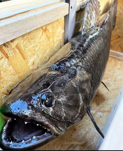 Wolf Fish