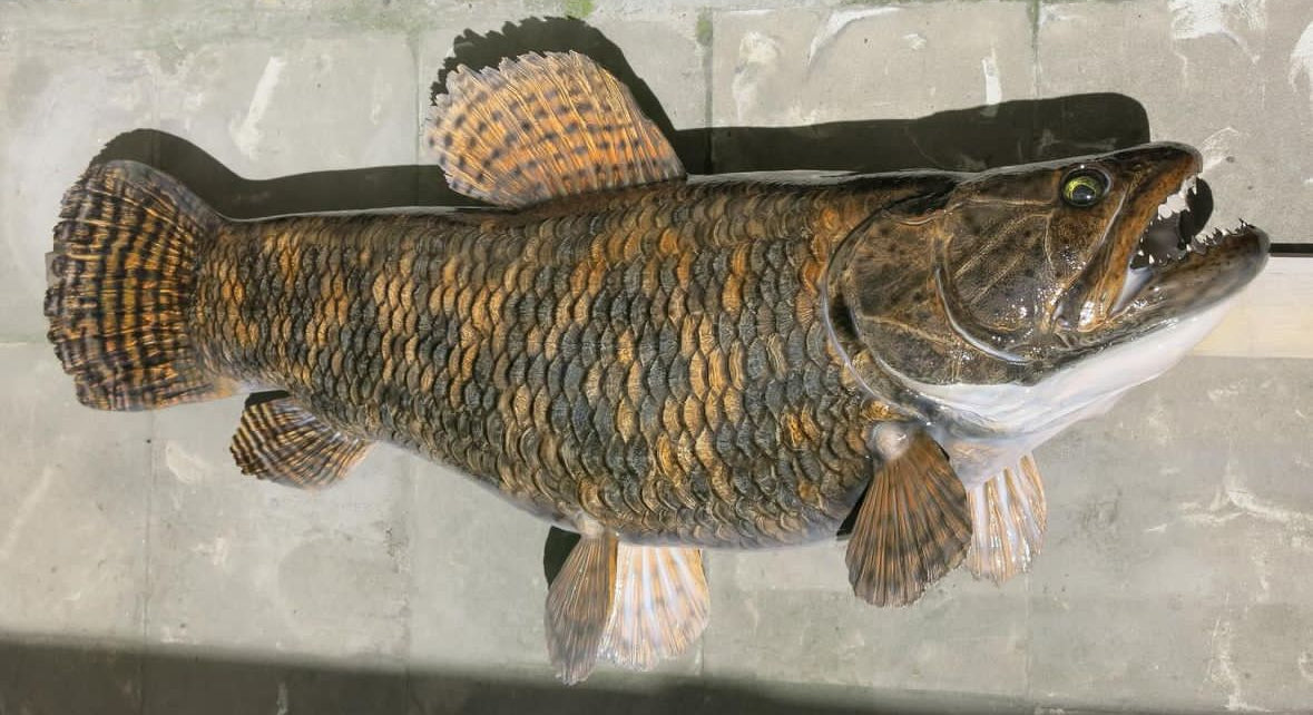 Wolfish
