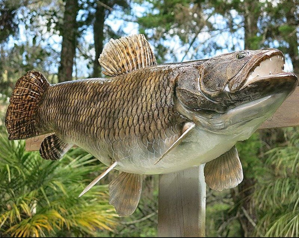 Wolfish