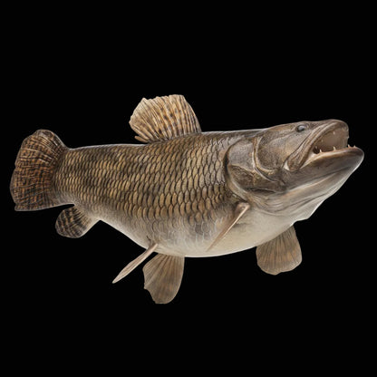 Wolf Fish