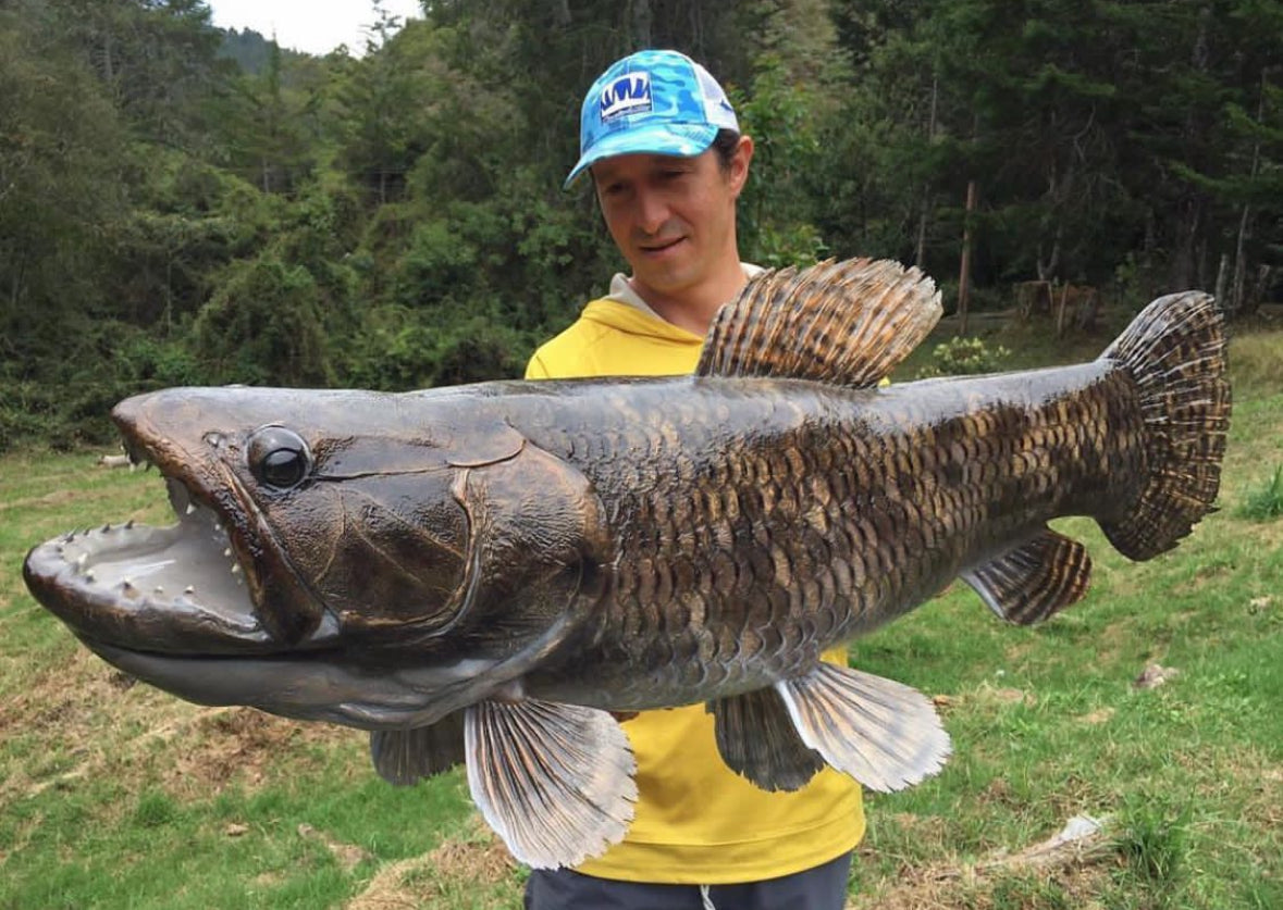 Wolf Fish
