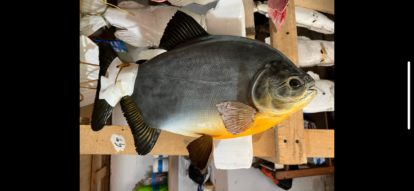 Pacu