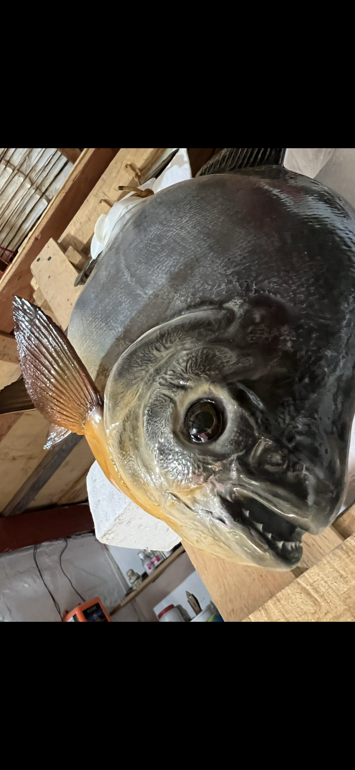 Pacu