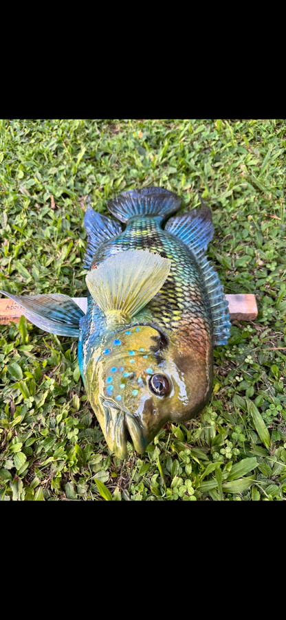 Yellow Mojarra