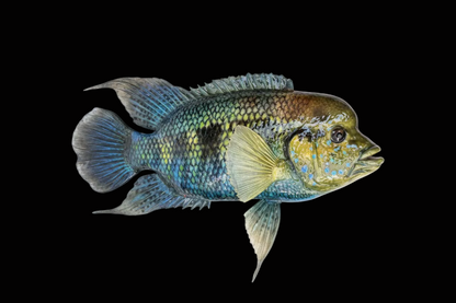 Yellow Mojarra