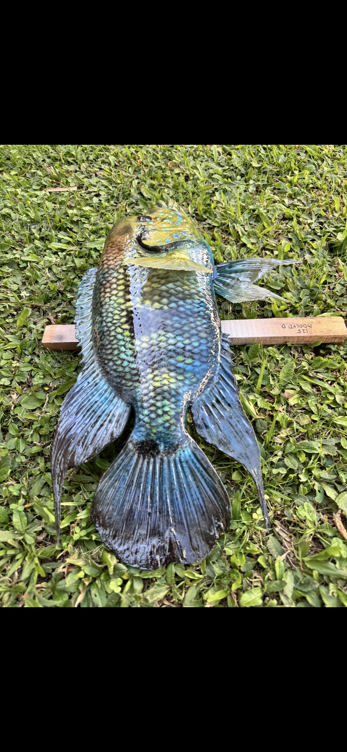 Yellow Mojarra