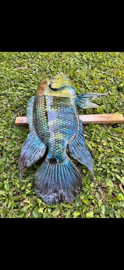 Yellow Mojarra