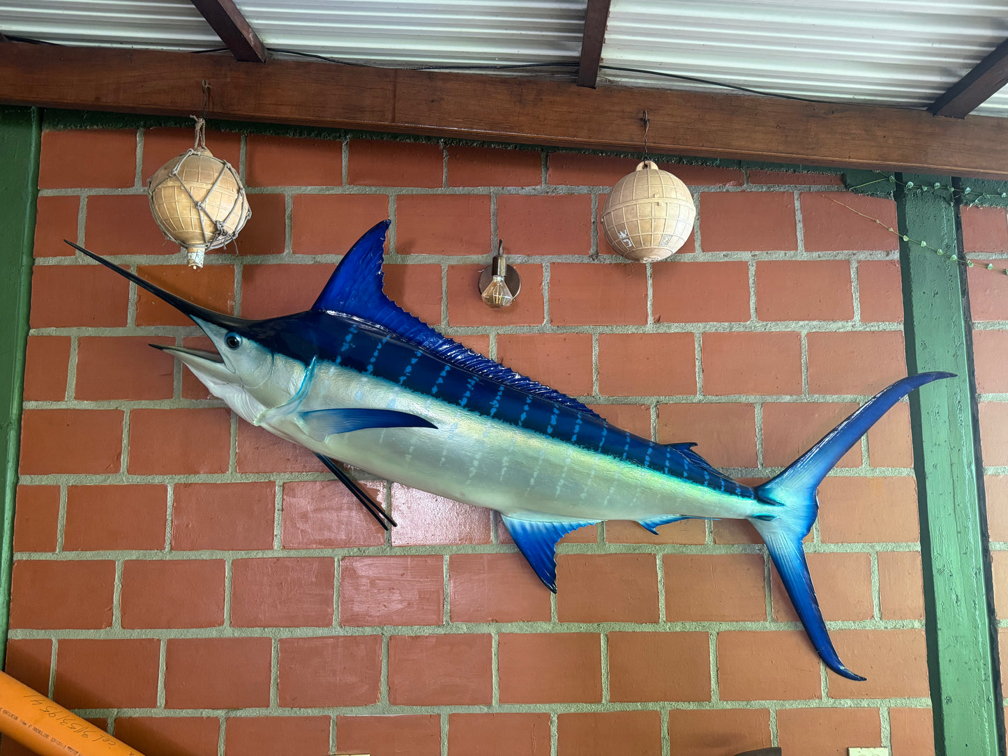 White Marlin