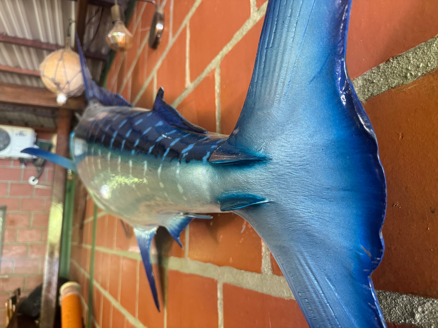 Blue Marlin