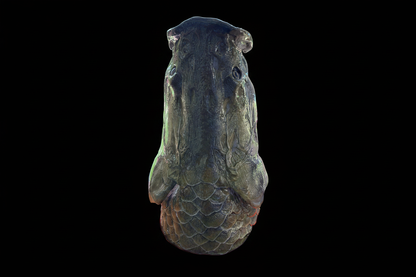 Arapaima horizontal