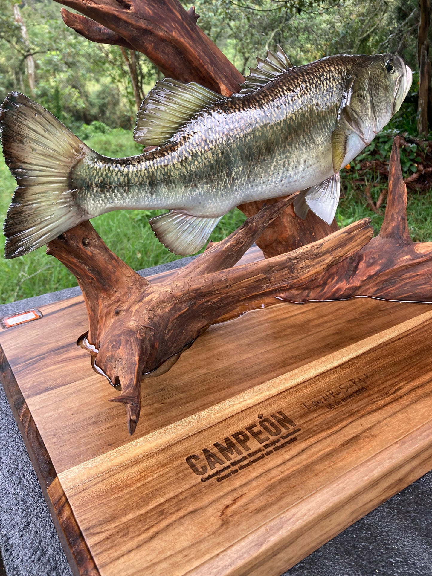 Black/Largemouth  Bass