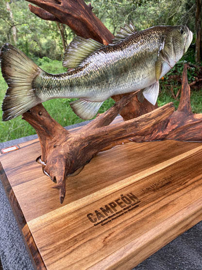 Black/Largemouth  Bass