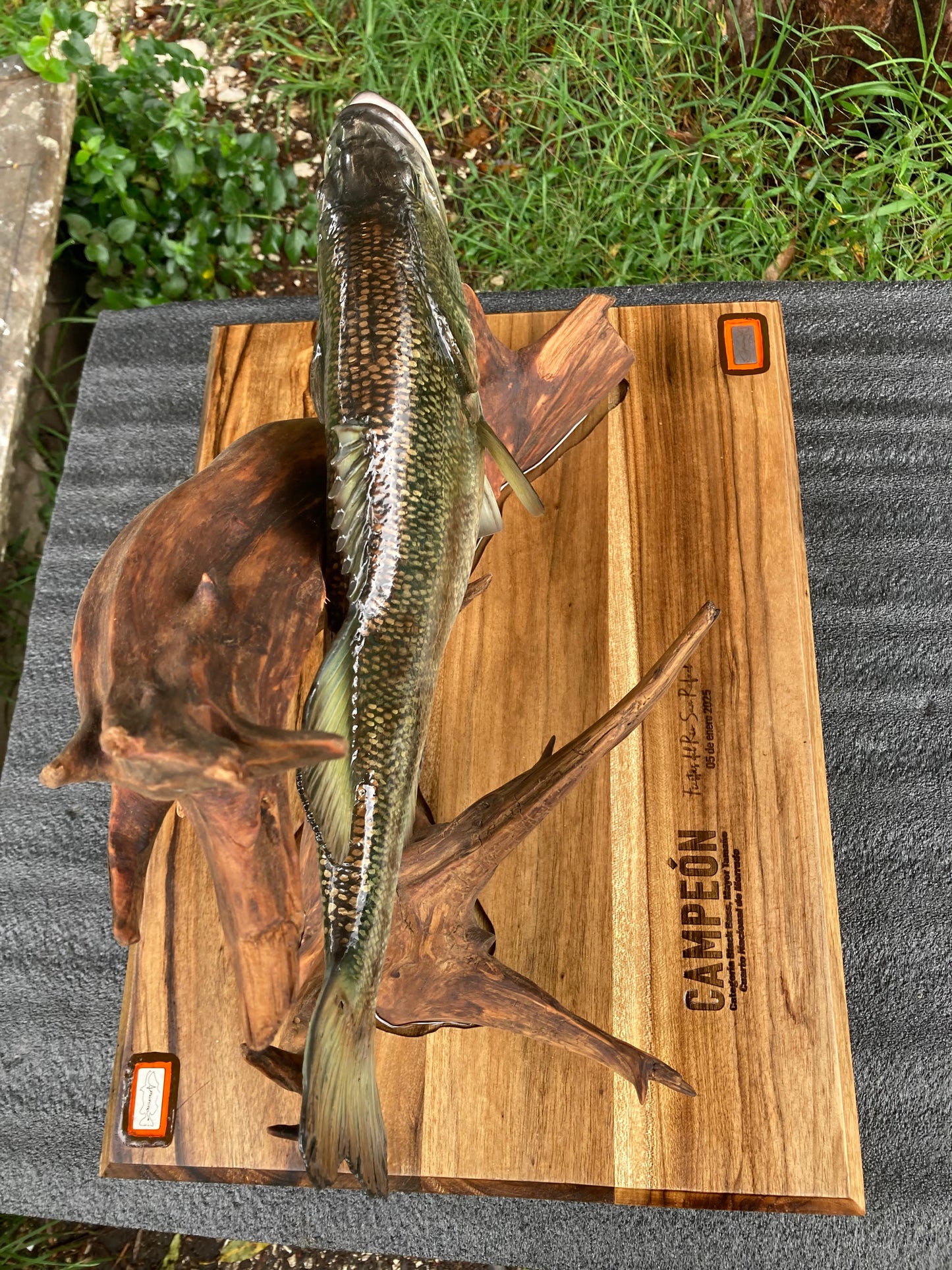Black/Largemouth  Bass